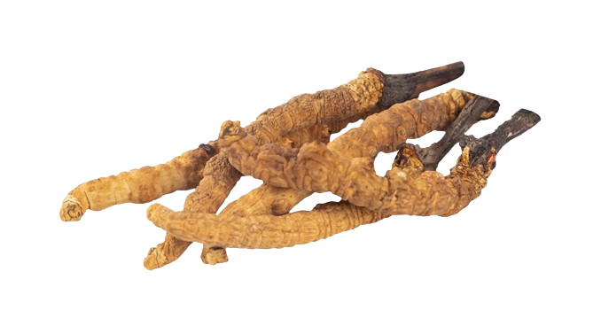 Cordyceps Image