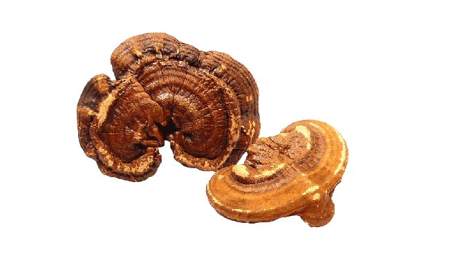 Reishi Image